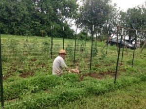Martin with Tomatoes