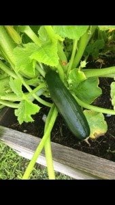 Zucchini looking great!