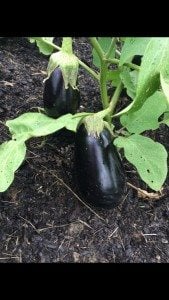 Lots of eggplant harvested at Job Corps
