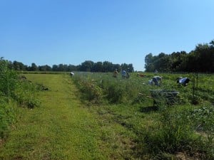 After instructing the members of the UC Wrestling team, these WONDERFUL young men began to weed and harvest! Thanks to the Ervins, Members of the UC Wrestling team, and a few experienced gardeners, we had a VERY productive morning! Thank you, Stephany Oaks, a Special Olympics athlete, for the taking the pictures!