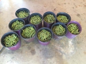 One of the first green bean harvest of the season