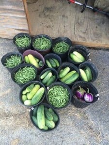 So much fresh produce!