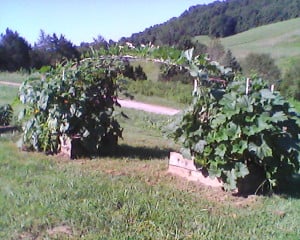 Gourd Arch