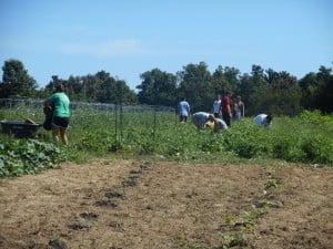Green bean picking!