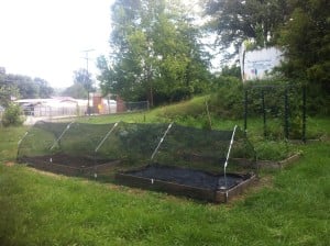Here is the midtunnel of one of our gardeners at the community gardens in Chauncey, OH. Pictured with 30% shade cloth currently in use.