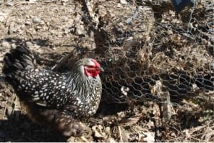 A Big Ugly hen inspects her coop fence damaged in the April flood
