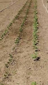 IMG_20150801_112136446