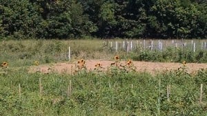 IMG_20150801_112336144