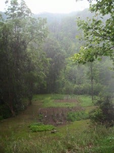 My Papaw's garden in the rain