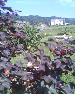 Red is in the front with Green peeking out behind.