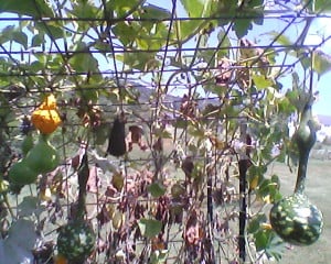 Our gourd arch.