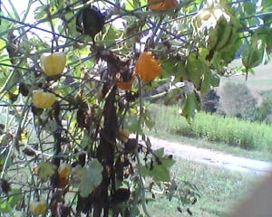 Sorry one more look.  It's so cute I can't stand it.