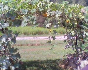 Another view of the gourd arch.