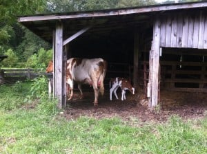 New calf at Lend-A-Hand