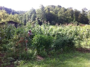 Sharon in the thick of it. Lots of corn and beans.