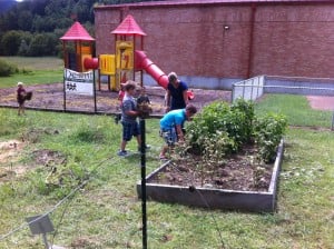 Mulching the peppers.
