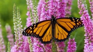 Monarch butterfly