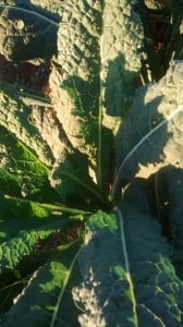 September 30, 2015 028