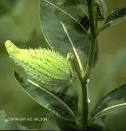 milkweed pod