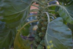 Brussel sprouts Oct 2015