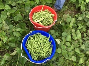 Beans and more beans