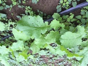 Transplanted Seedlings