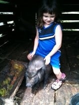 Peyton loves to ride everyone on their homestead, only the rooster will not let her