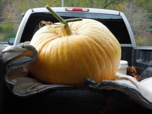 TollyPumpkin