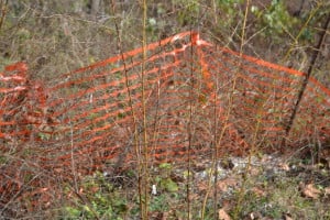 the dry out limbs of the plant