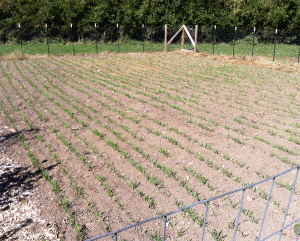 See how the cover crop mix has been growing over the last few months. Building lots of soil organic matter and weed-suppressing coverage quickly, even in the cold weather!