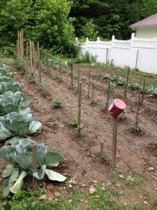 Grow Appalachia Participant's Garden