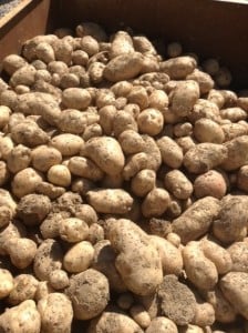 Potatoes freshly dug out of Grow Appalachia Participant's Garden.