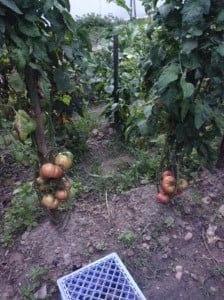 Tomatoes in Participant's Garden