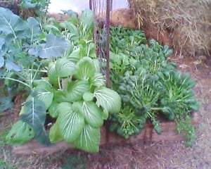 Tat Soi and Pak Choy in Greenhouse