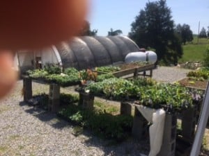 This a picture of our plants ready for the plant sale. We made $1,069 in plant and fertilizer sales. We are super happy about that.