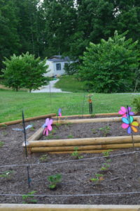 Angie's new strawberry bed - Indiana Berries donated 1000 berry plants to ASPI GA this year!