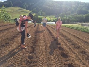 IMG_1845pumpkin planters