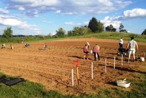 Planting the big field.