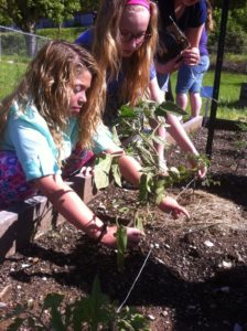 Learning about tomatoes at Dewitt School