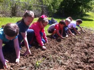 Dewitt students planting