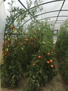 high tunnel tomatoe production