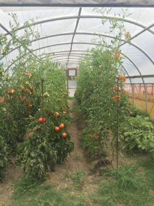 high tunnel tomatoes 2