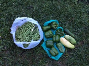 Garden Harvest