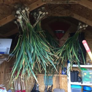 Garlic Harvest