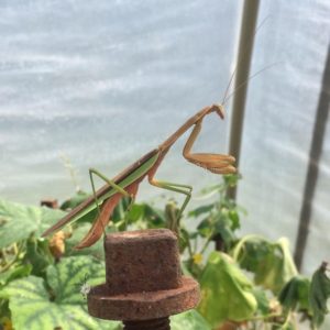 Praying Mantis in greenhouse from Marisol.
