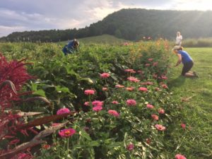 Edging our gorgeous flower row while okra is harvested behind it.