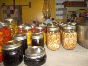 tomatoes in the house because of freeze 129