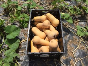 EBSMS Butternut harvest 4