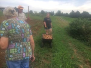 Last of the potato harvest.