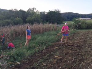 Corn shock harvesters.